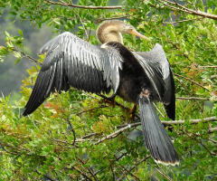 Anhinga