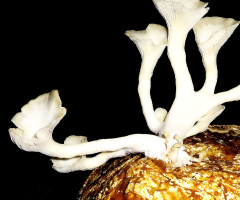 Oyster Mushroom 