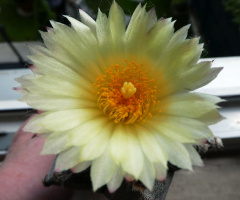 Flowering of the cactus Bishop's cap 