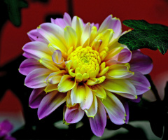 BLÜTE