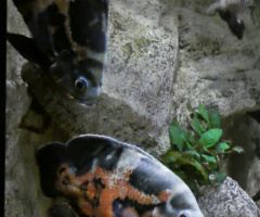 Peacock Eye Cichlid (Astronotus ocellatus)