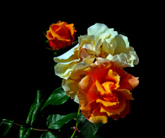BLÜTEN