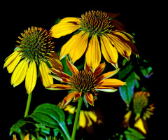 BLÜTEN