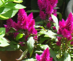 in neighbour's garden