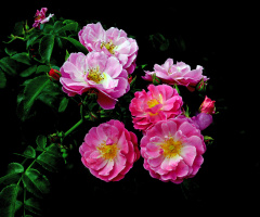 BLÜTEN