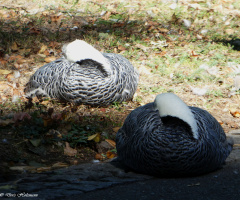 Siesta