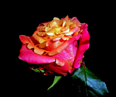 BLÜTE