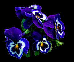 BLÜTEN