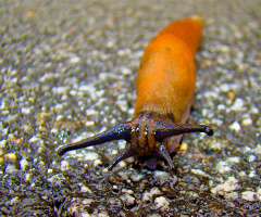 SCHNECKE
