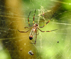 Aranha