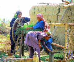 Village chores...