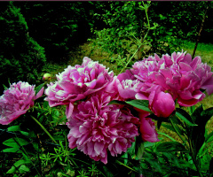 BLÜTEN