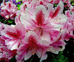 BLÜTEN