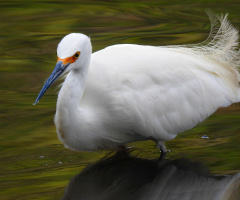 Garça branca pequena