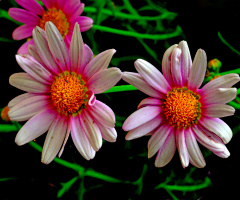 BLÜTEN