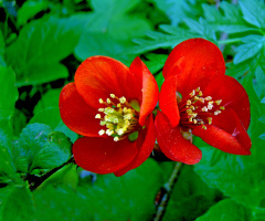 BLÜTEN