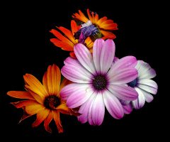 BLÜTEN