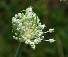Leek flowers