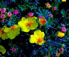 BLÜTEN