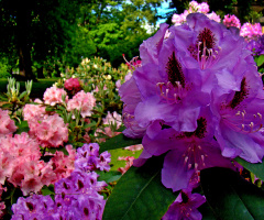 BLÜTEN