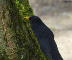 Blackbird
