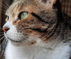 Gato