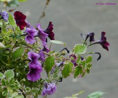 Petunia