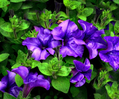 BLÜTEN