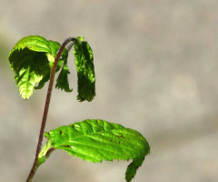 new life
