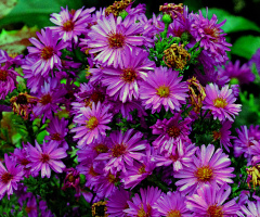 BLÜTEN
