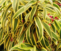 Lovely Leaves ❤️