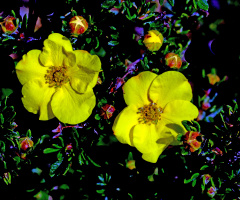 BLÜTEN