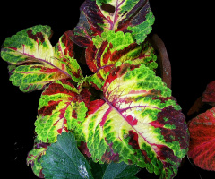 Coleus