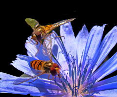 BLÜTE MIT BESUCH