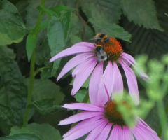 Echinacea with bumblebees