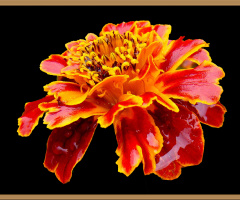 BLÜTE