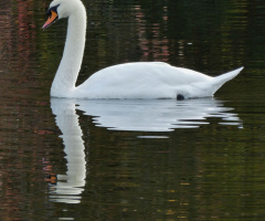 swan