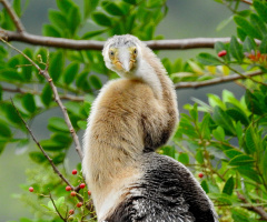 Biguatinga