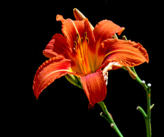 BLÜTE
