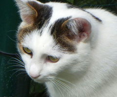Neighbour's cat 