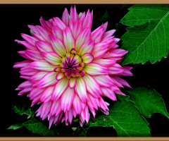 BLÜTE