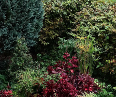 in neighbours garden