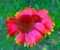 BLÜTEN