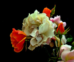 BLÜTEN