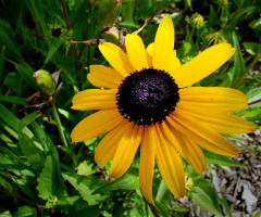 BLÜTE