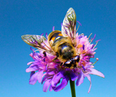 BLÜTE