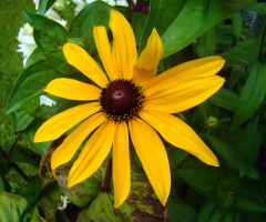 BLÜTE