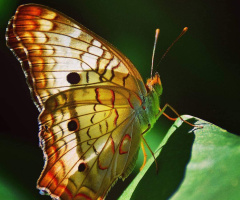 Borboleta 