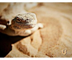 Gecko 