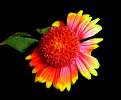 BLÜTE